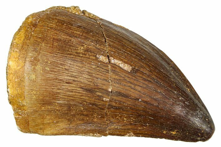 Fossil Mosasaur (Thalassotitan) Tooth - Morocco #374588